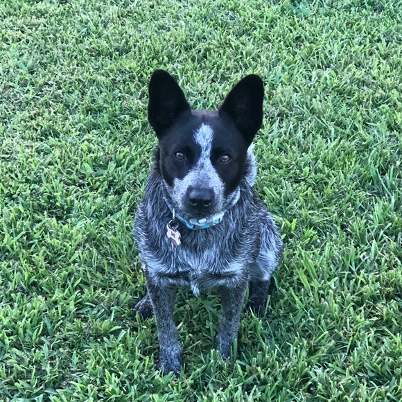 Meet your Posher, Crystal - Picture 5 of 5